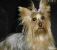 Cachorro 2.jpg